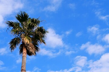 青空とヤシの木