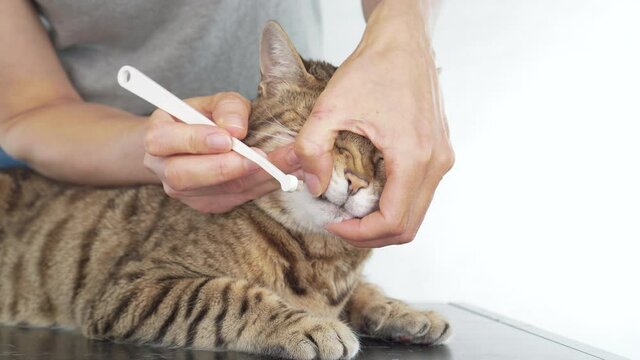 Owner brushes her pet cat's teeth with a toothbrush