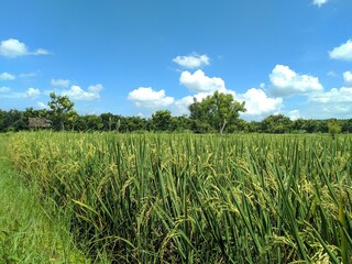 field of rice