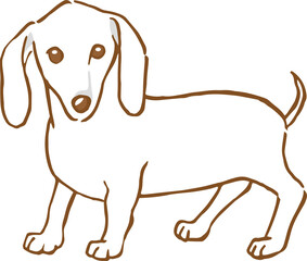 立っている白いミニチュアダックスフンドのイメージイラスト（手描き）