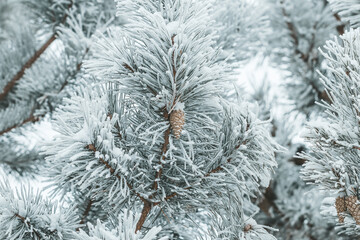 Winter background: fluffy pine branches with cones completely covered with snow