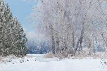 Winter landscape: a road in the forest surrounded by fluffy pines and birches covered with snow
