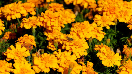 公園 花 ちょうちょ