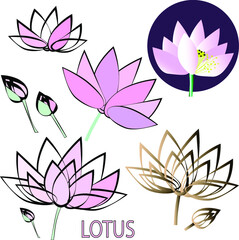 Vector image of a lotus flower. Set. Various techniques. Heads and buds.