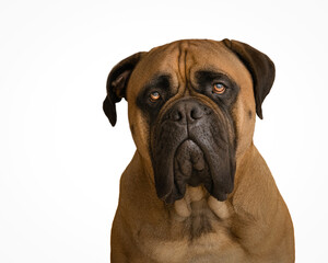 2022-01-18 A PORTRAIT OF A LARGE BULLLMASTIFF WITH A WHITE BACKGROUND