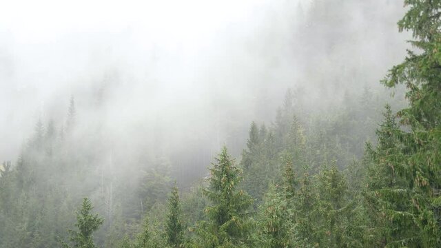 Timelapse of the clouds created by the mountain forest - the natural process of water circulation