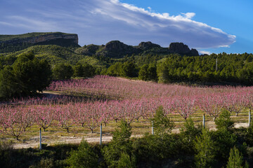 Obraz premium Peach blossom in Cieza La Torre in the Murcia region in Spain