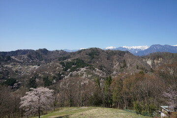 桜仙峡のヤマザクラ
