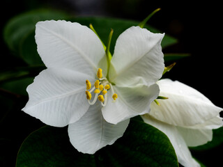 Yellow Pollen of White Kalong Flower Blooming