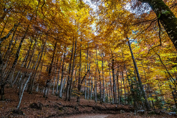 Obraz premium Colorful beech fall forest in Ordesa and Monte Perdido NP, Pyrenees, Aragon in Spain