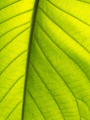 Fototapeta na wymiar Pattern of Elephant Climber Bright Leaf