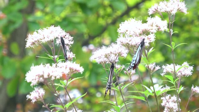 Three chestnut tiger butterflies, Parantica sita, feeding on nectar in Hiroshima, Japan. Asagimadara. 4K 