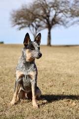 Australian Cattle Dog, Blue Heeler pup