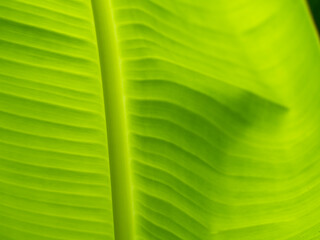 Blurred of Curve of Banana Leaf with Stripes