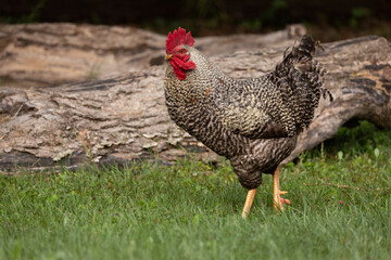 chicken in the grass