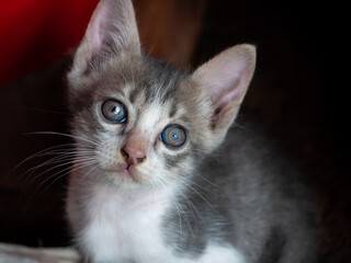 White-Brown Kitten Sitting and Staring