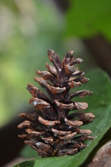 pine cone on the ground