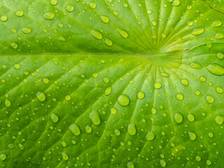 Rain Drops Scattered around The Lotus Leaf