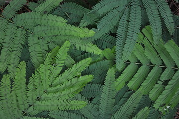 fern leaves