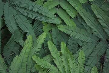 fern leaves