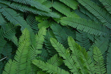 fern leaves