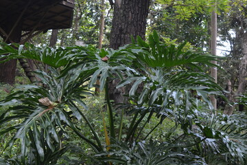 Obraz premium palm tree in the garden