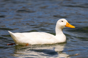 Aylesbury Duck Feral Domestic Duck