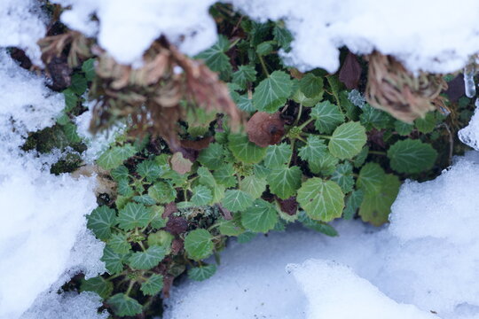 雪の下で葉を茂らせるユキノシタ