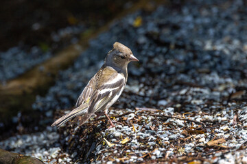 Chaffinch Common Finch around the World