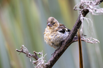 Chaffinch Common Finch around the World