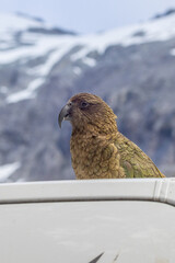 Kea New Zealand Endemic Alpine Parrot