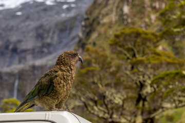 Kea New Zealand Endemic Alpine Parrot