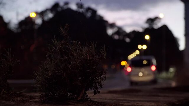 Unique cinematic perspective of a busy road at night, low angle view of car lights passing by a small bush at a curve in the road.