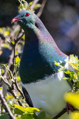 Kereru New Zealand Endemic Wood Pigeon