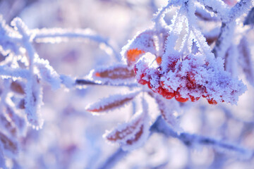 Bunches of rowan berries are covered with frost and snow on a frosty winter day.