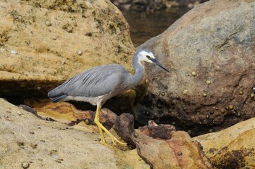 White-faced heron by the sea