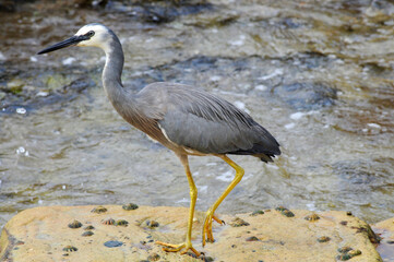 A white-faced heron by the sea
