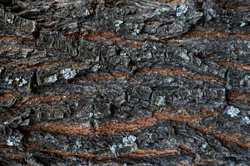 Tree bark macro texture, aged wood, cracks on the tree, old tree in the park photo background for screensaver and print