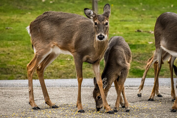 deer in the woods