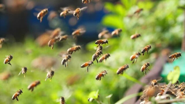 swarm of honey bee flying slow motion
