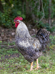chicken