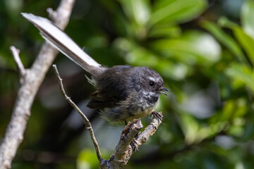 Piwakawaka New Zealand Endemic Fantail