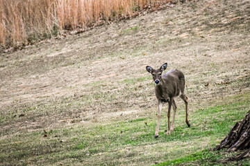 deer in the field