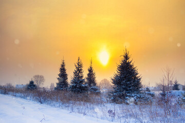 Beautiful sunrise scenery with snowy spruce trees in the country. Winter landscape of Northern Europe.