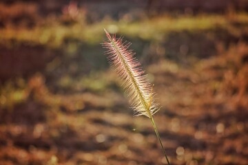 grass in the wind
