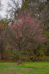 flowering Plum Tree