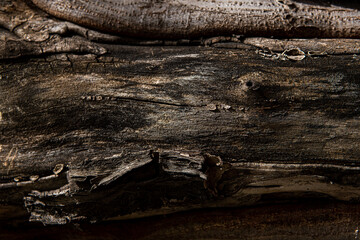 Tree bark macro texture, aged wood, cracks on the tree, old tree in the park photo background for screensaver and print