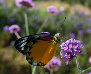 the butterfly on flower