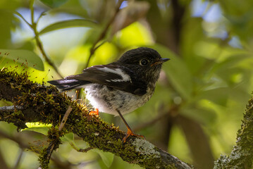 New Zealand South Island Tomtit