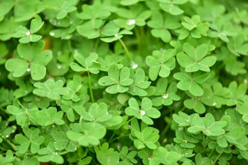 Green clover 